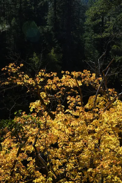 DSC_6444 (Large).JPG